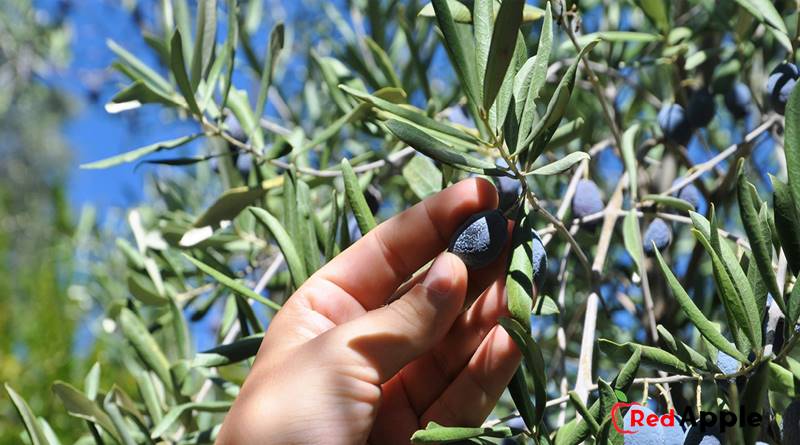How To Make A Olive Oil