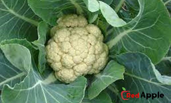 Health Benefits Of Cauliflower 3 Health Benefits Of Cauliflower