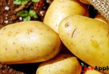 Health Benefits Of Potatoes