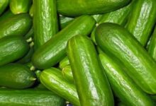 what is the advantages of cucumber
