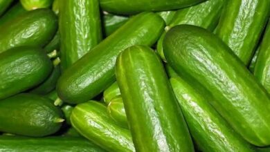 what is the advantages of cucumber
