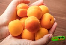 9 health benefits of apricots