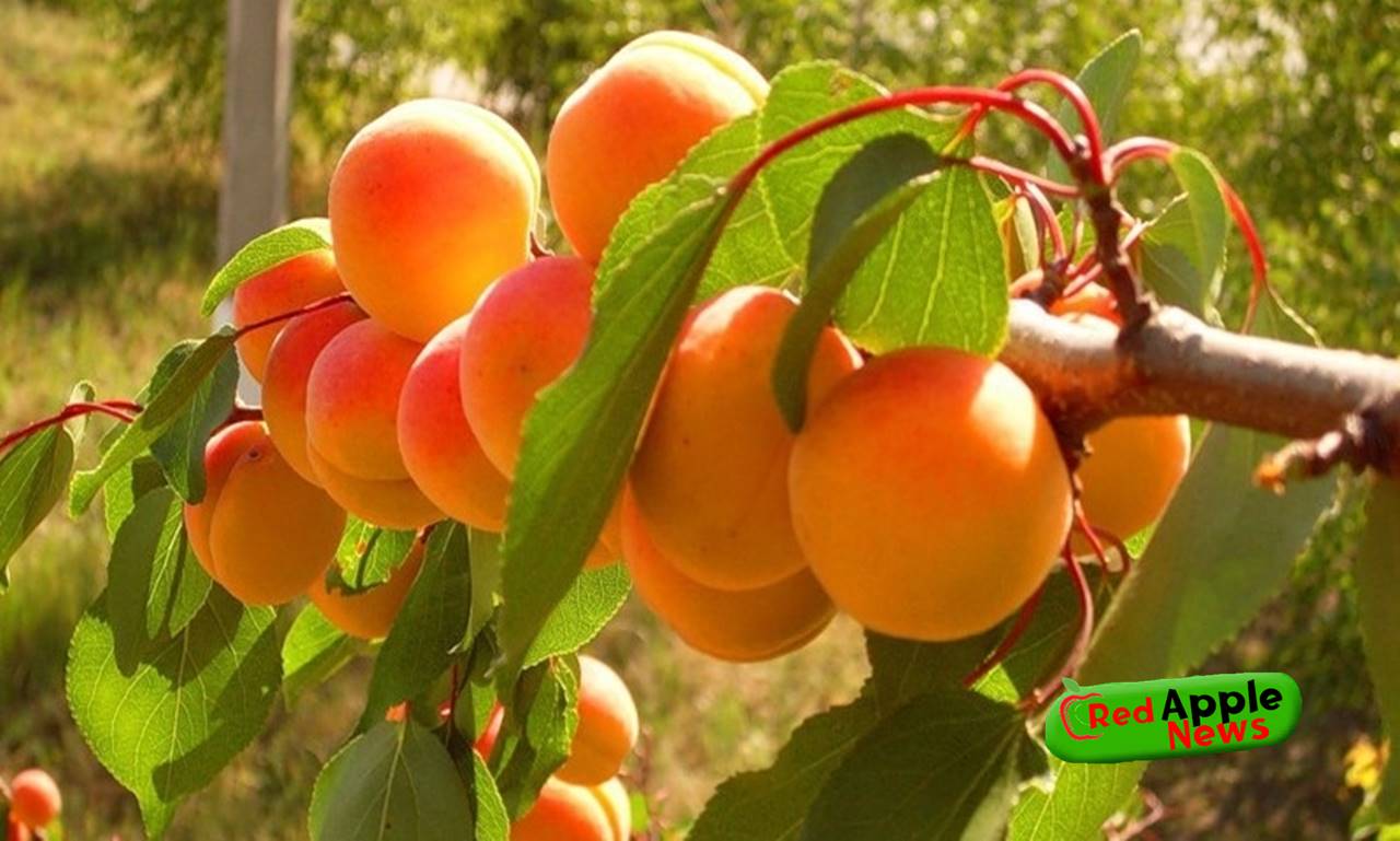 9 health benefits of apricots