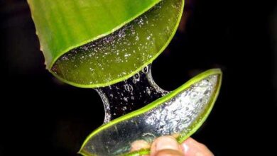 Aloe vera extract for hair 33 Aloe vera extract for hair