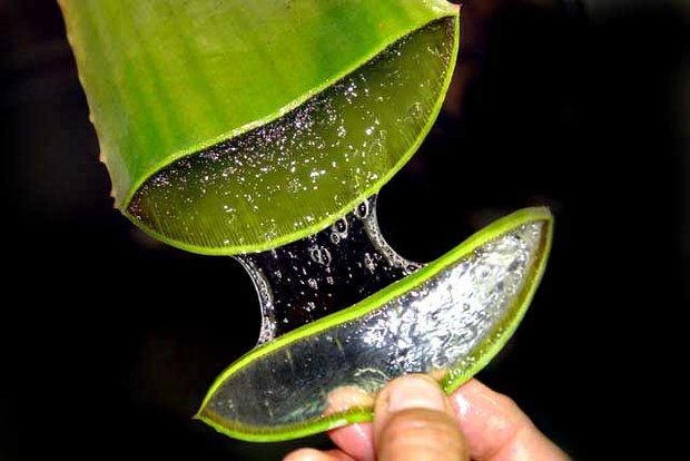 Aloe vera extract for hair