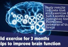 Mild exercise for 3 months helps to improve Brain function f