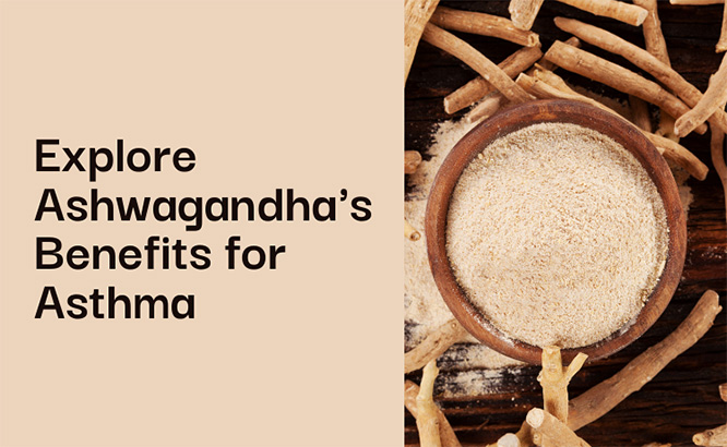 Is Ashwagandha Safe for Asthma? Exploring the Benefits and Side Effects 1 ashwagandha good for asthma