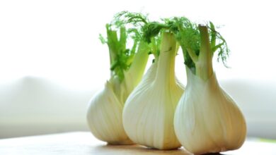 fennel bulb