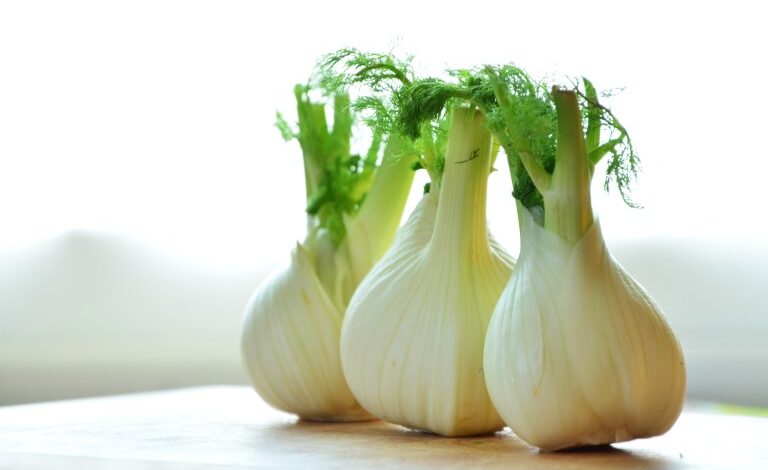 fennel bulb